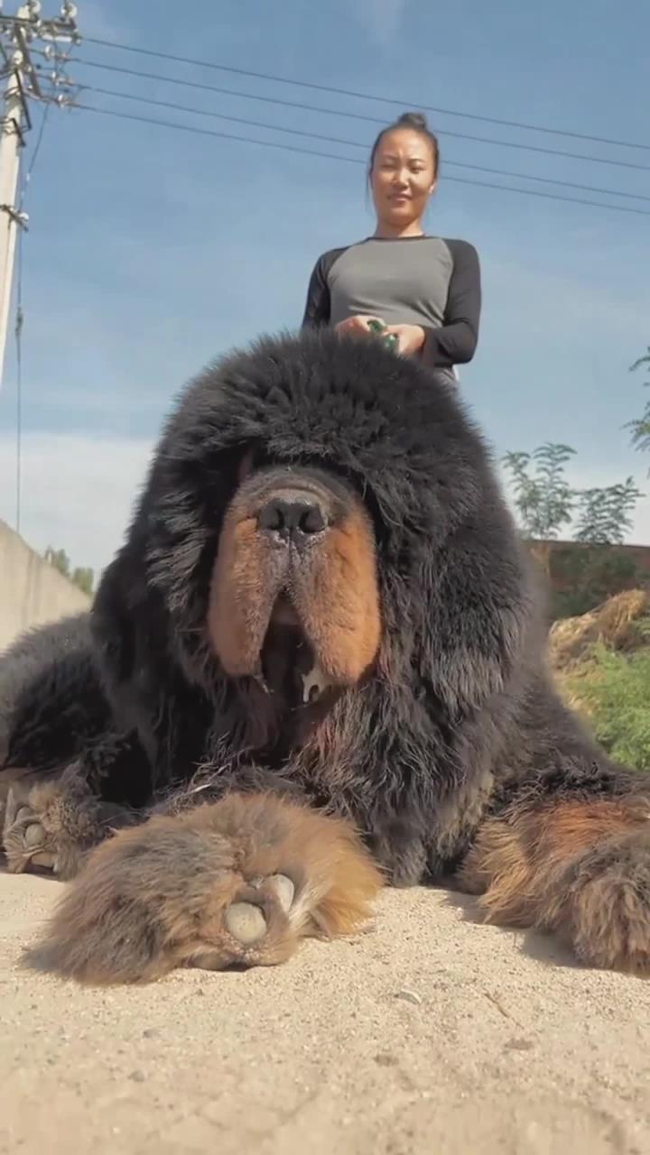 霸气的大藏獒,你敢养吗