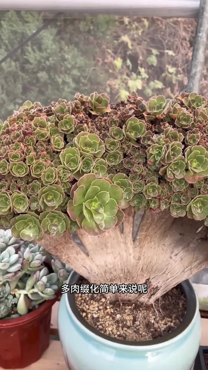 你家有缀化的多肉吗,打在评论区
