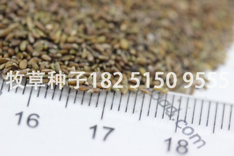 种子搜索种子吧(种子搜索百度知道)
