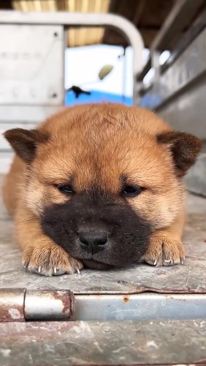 胖乎乎奶呼呼的田园犬