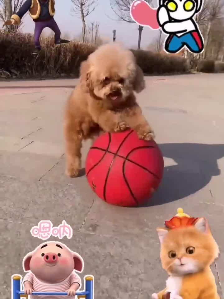狗都会玩篮球了,真是神了
