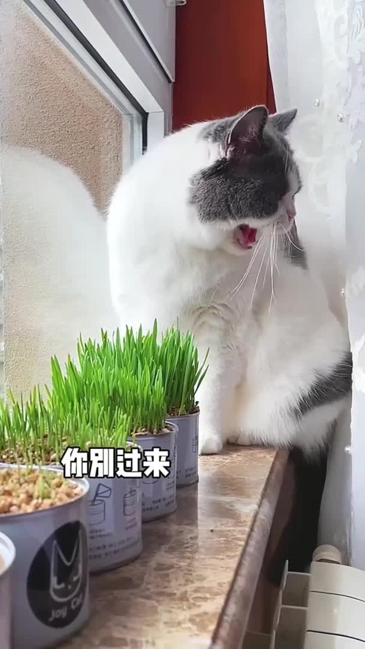 抓拍到一只护食的小猫咪 没想到吧?尤富贵还有这样的一面