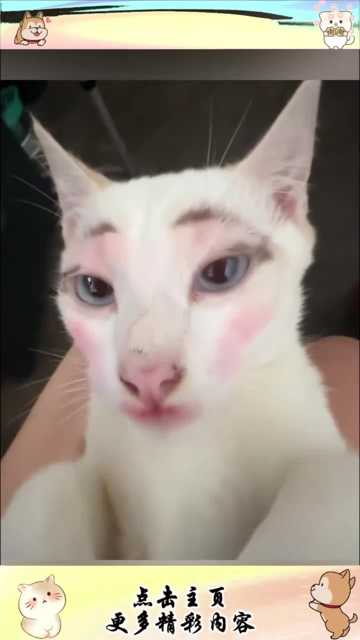 猫咪整上两条眉毛怎么样