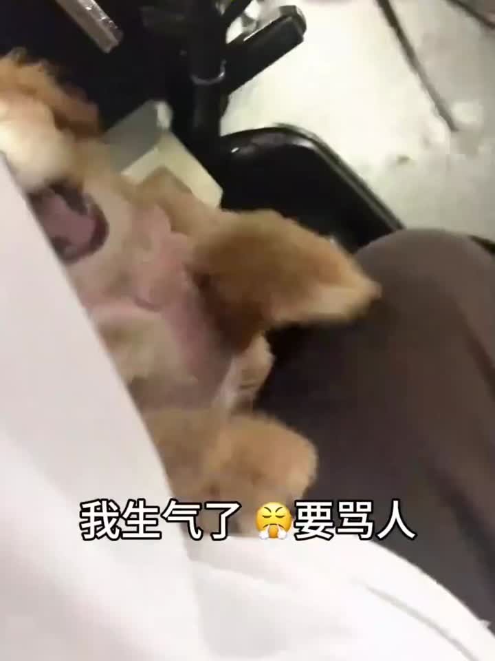 碎嘴子小狗爱骂人