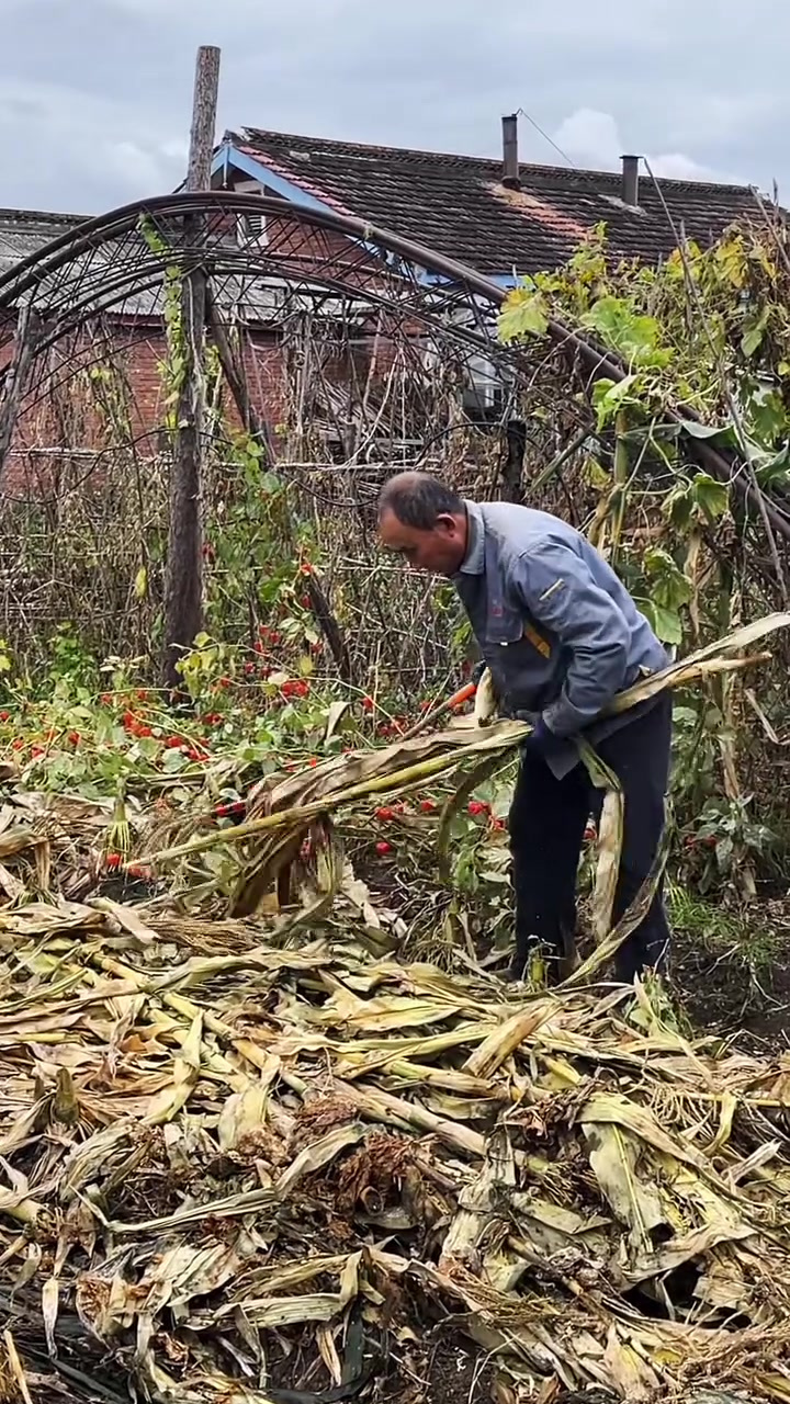 在东北农村生活,又到了秋收的季节
