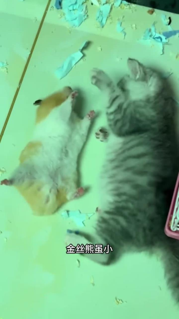 狂妄金丝熊跟猫咪打架