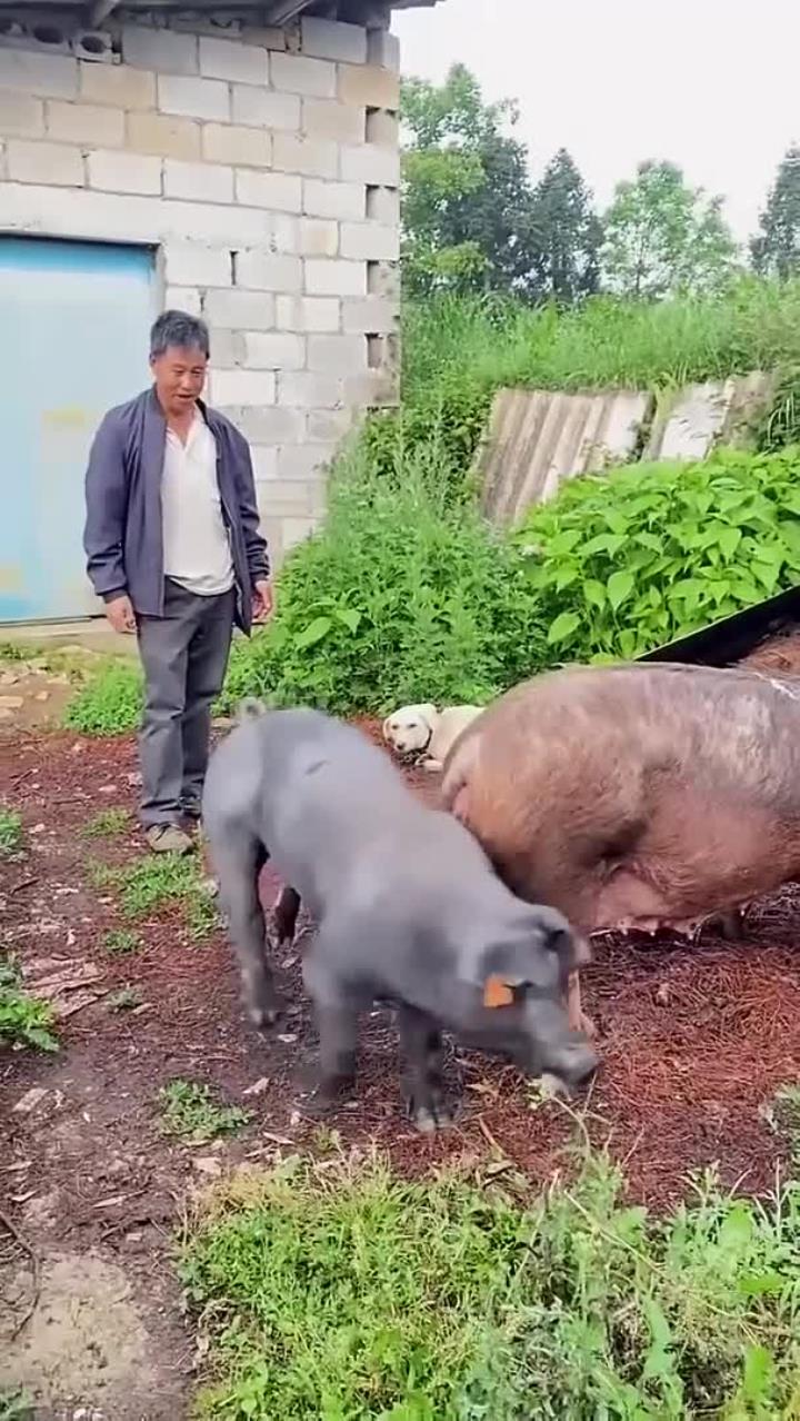 这体型相差有点大