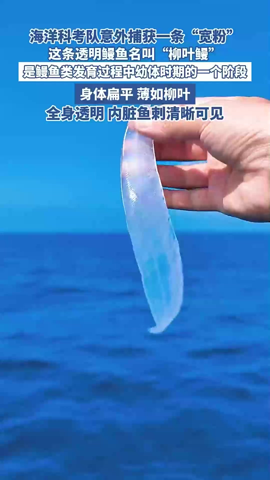 海洋科考捕获透明鳗鱼,柳叶鳗现身「法律解读」