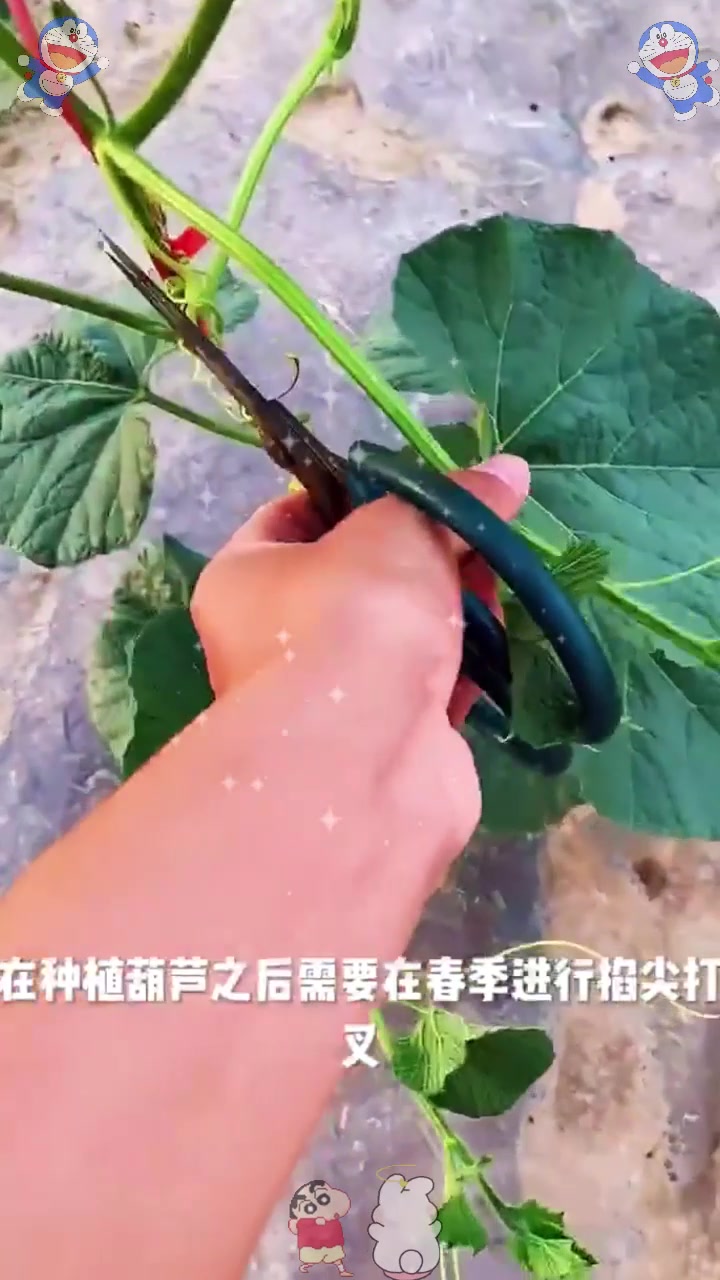 葫芦种植掐尖打叉技术