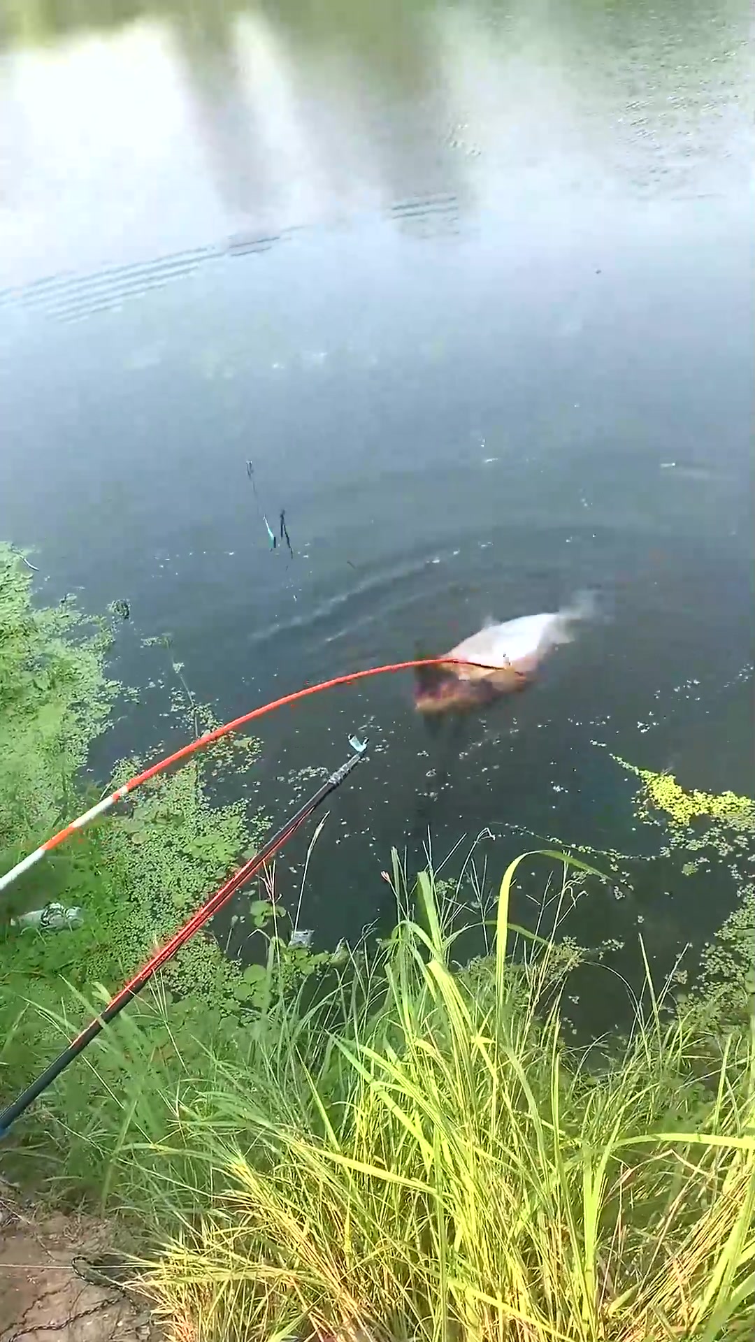 鱼:你搁这给我戴口罩呢?