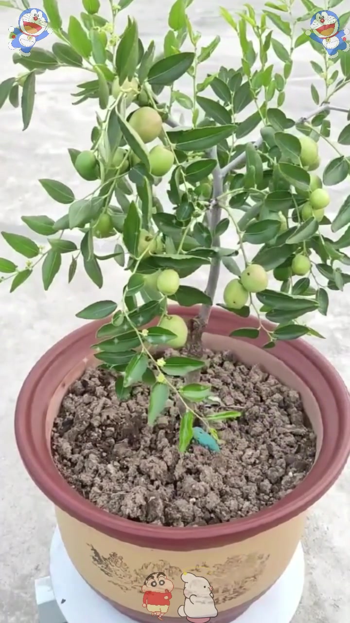 盆栽枣树是一种受欢迎的室内植物