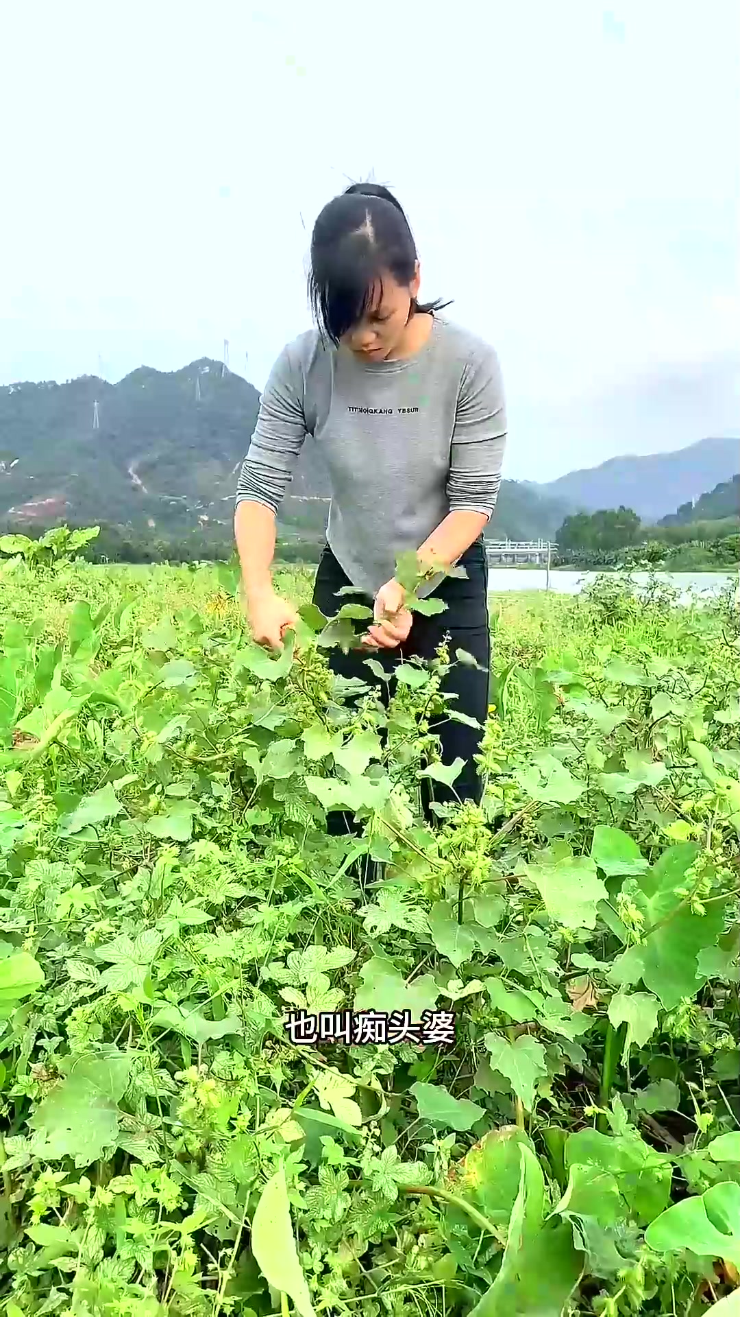 苍耳子,也叫痴头婆,它是童年的玩具之一,但认识它的朋友已经不多了