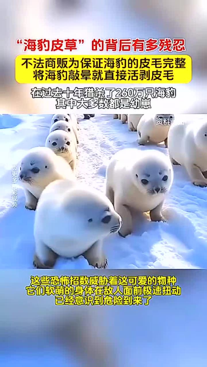 海豹皮草的背后有多残忍,为保证皮完整性,海豹们被不法商贩活剥