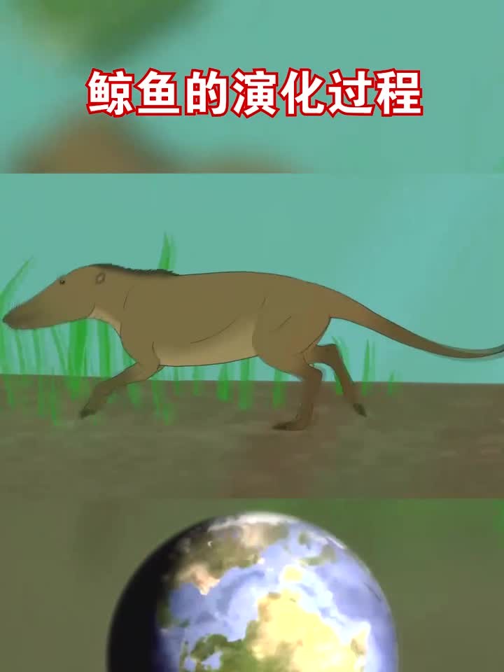 鲸鱼的进化过程演示