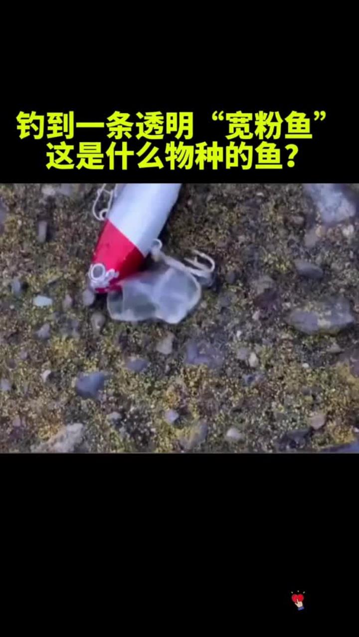 世界上最透明的鱼"柳叶鳗"被称为最没隐私的鱼