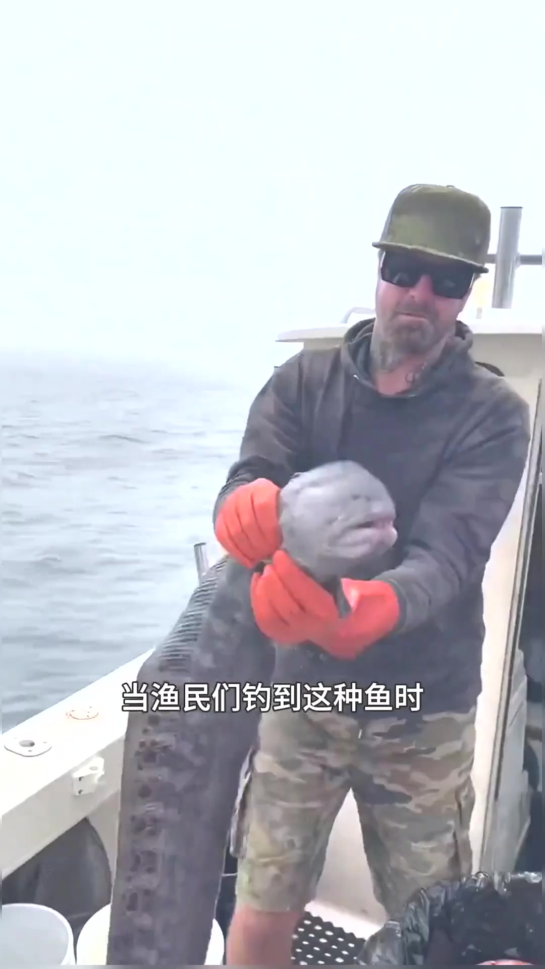 深海怪兽狼鳗,它的咬合力有多恐怖