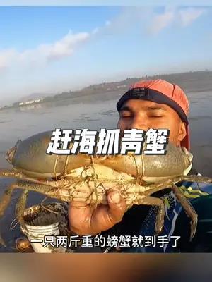 赶海捕捉大青蟹,每一只都有两斤重,太刺激了