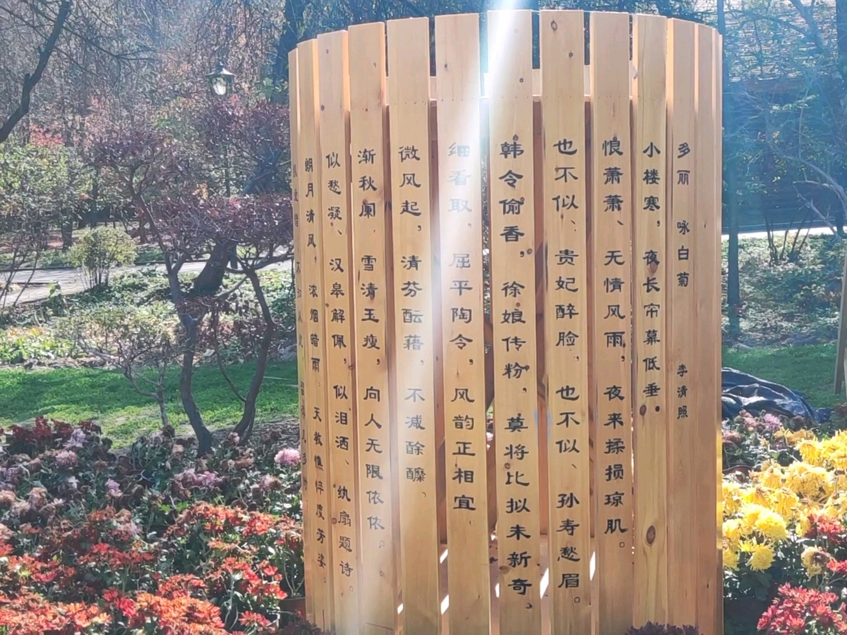 咏白菊——多丽