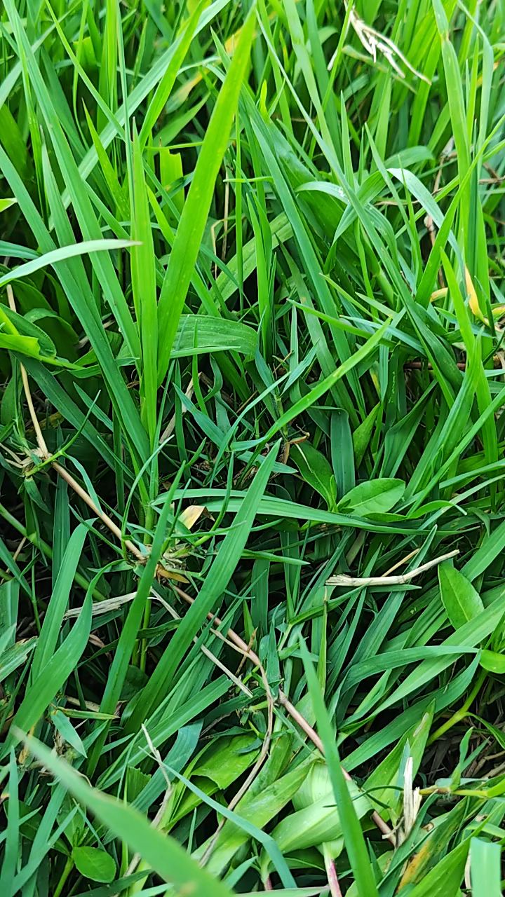 青草,回味小时候看牛的日子了