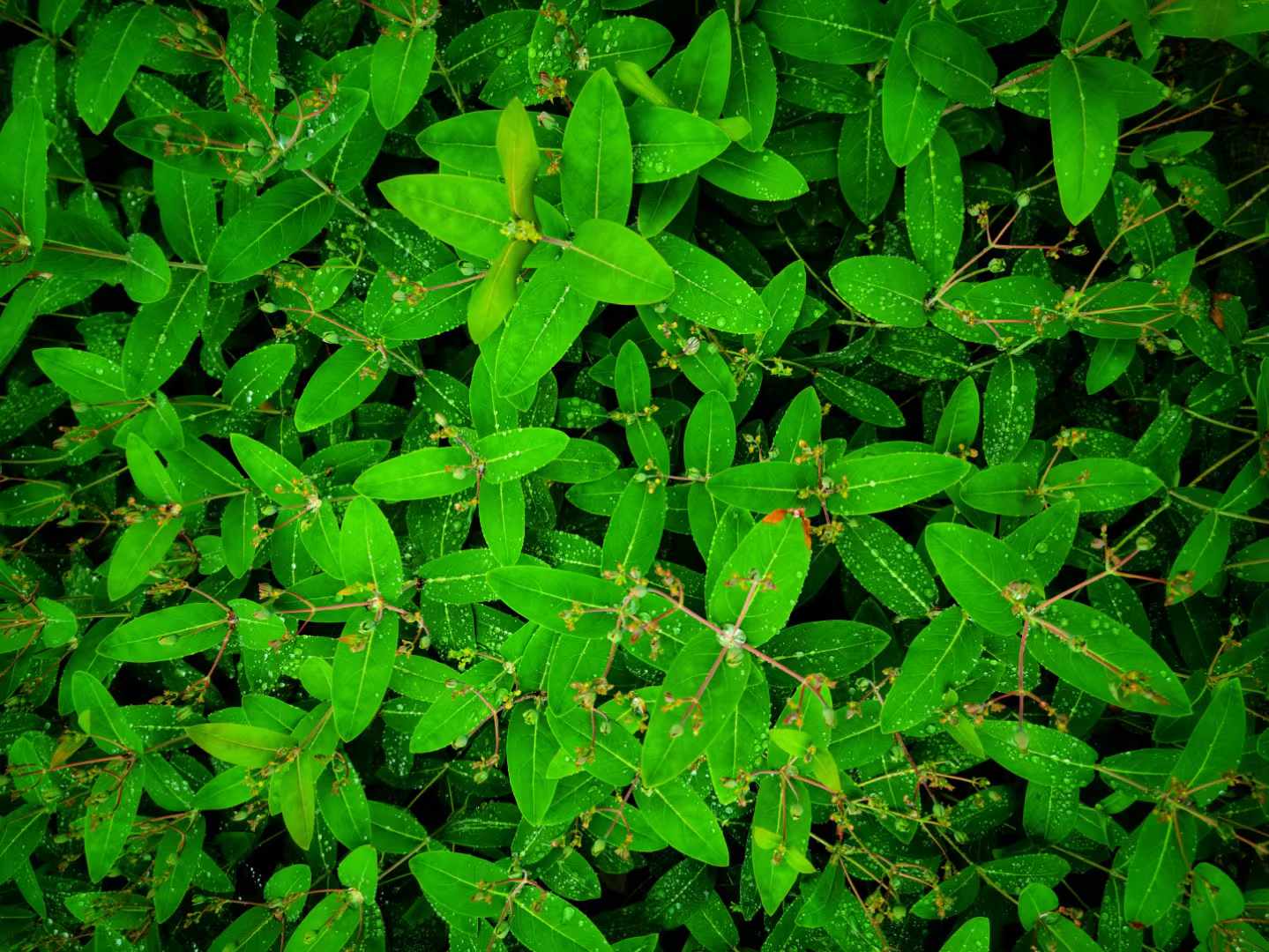 死的强盗药图片强盗药的长相图片翳子草图片民间强盗药图片蛇眼草图片