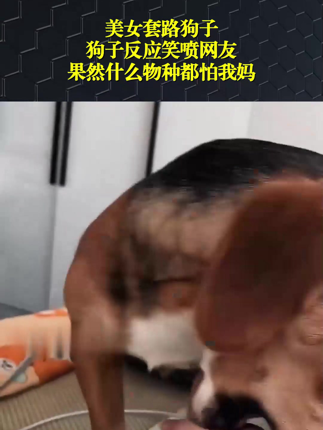 美女套路狗子,狗子反应笑喷网友,果然什么物种都怕我妈!