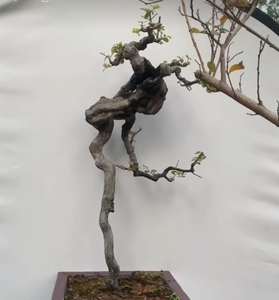 雀梅,盆景界"七贤"之一,其怪桩独具奇异之美