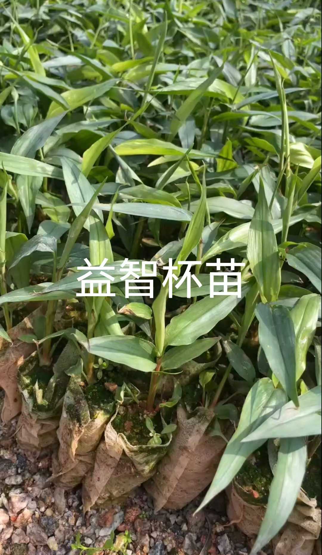 有广藿香苗沙姜种子益智苗草豆蔻苗凉粉草苗南板蓝根苗土茯苓苗