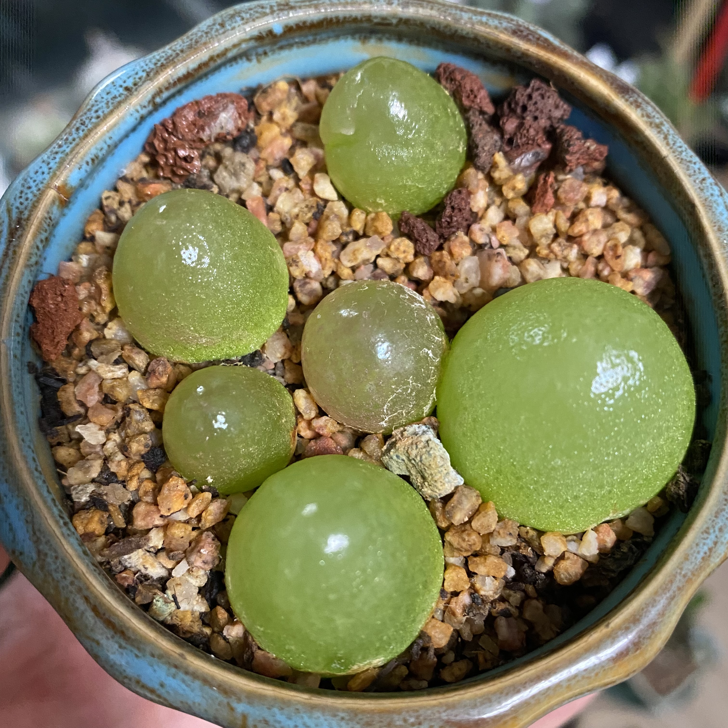 拔完皮的灯泡多肉就像抹了油一样,亮