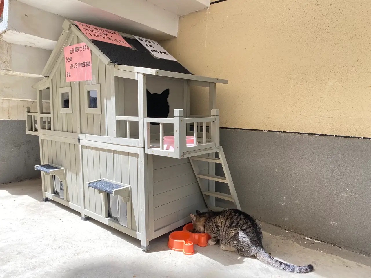 我在一个小区给流浪猫安装了一个两层楼猫屋,结果会怎样?