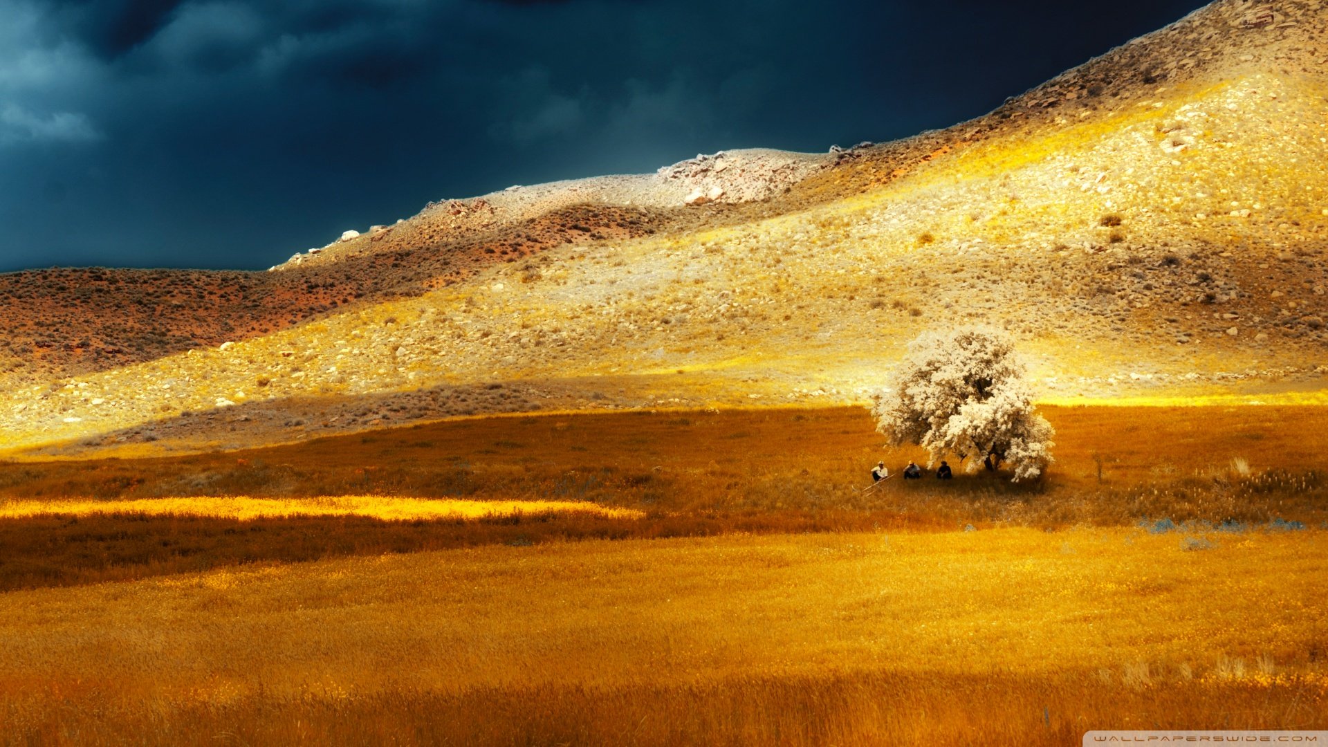 菊子篱前抱冷霜|寒秋中的一抹温情与坚韧