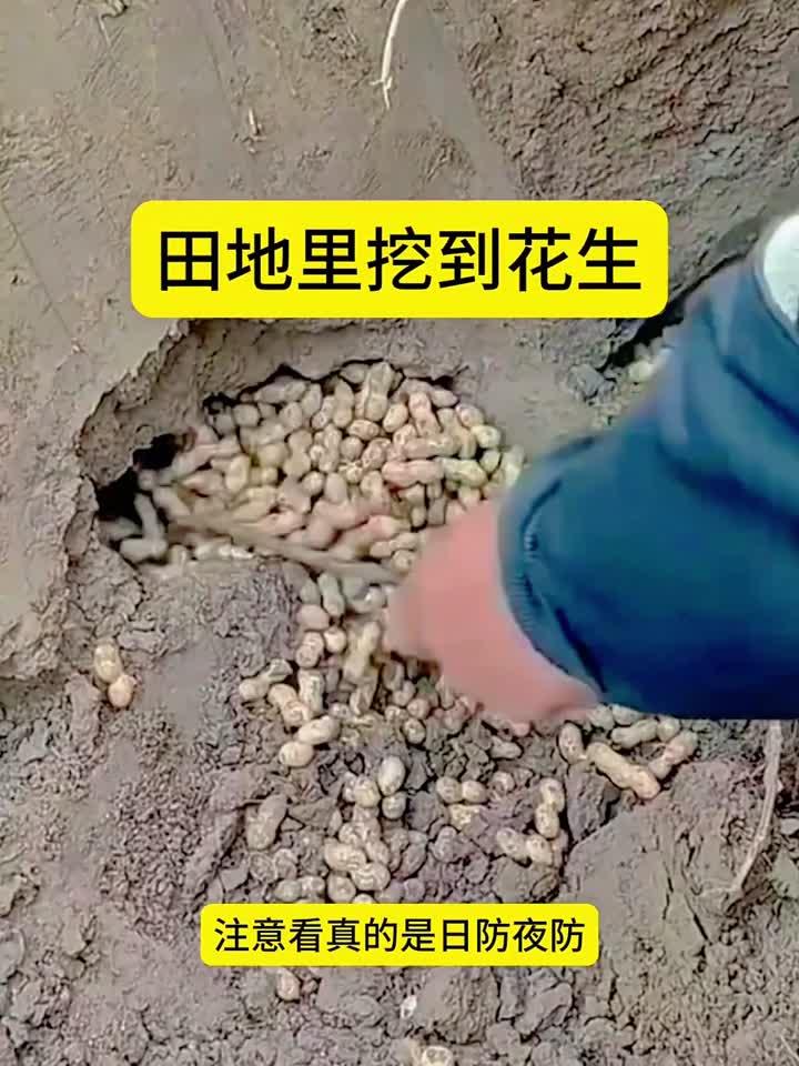 田地里挖到花生,这到底是谁偷的呢:专业