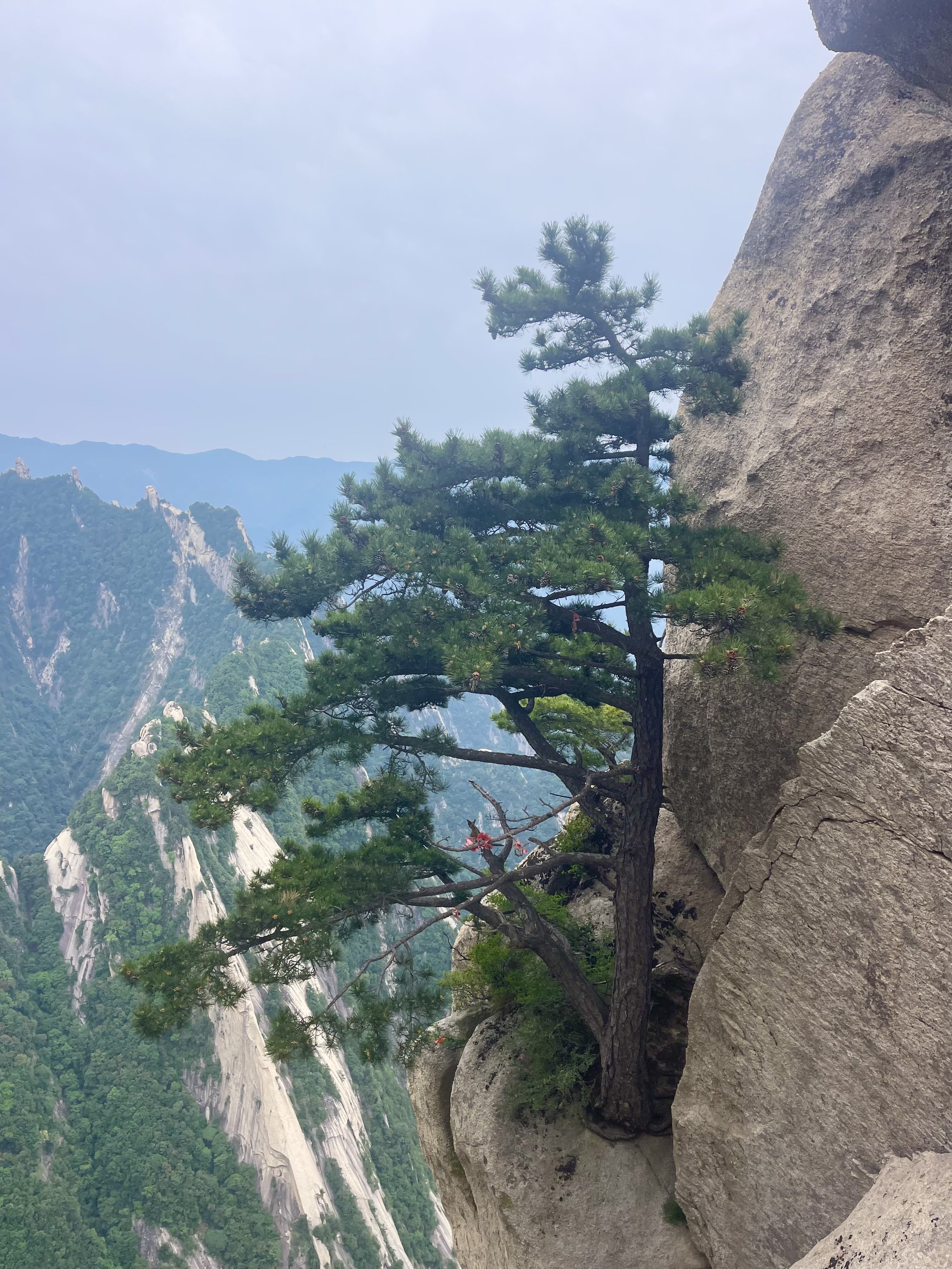 奇险天下第一华山,独有的华山松与其独特的奇石,结合完美无瑕