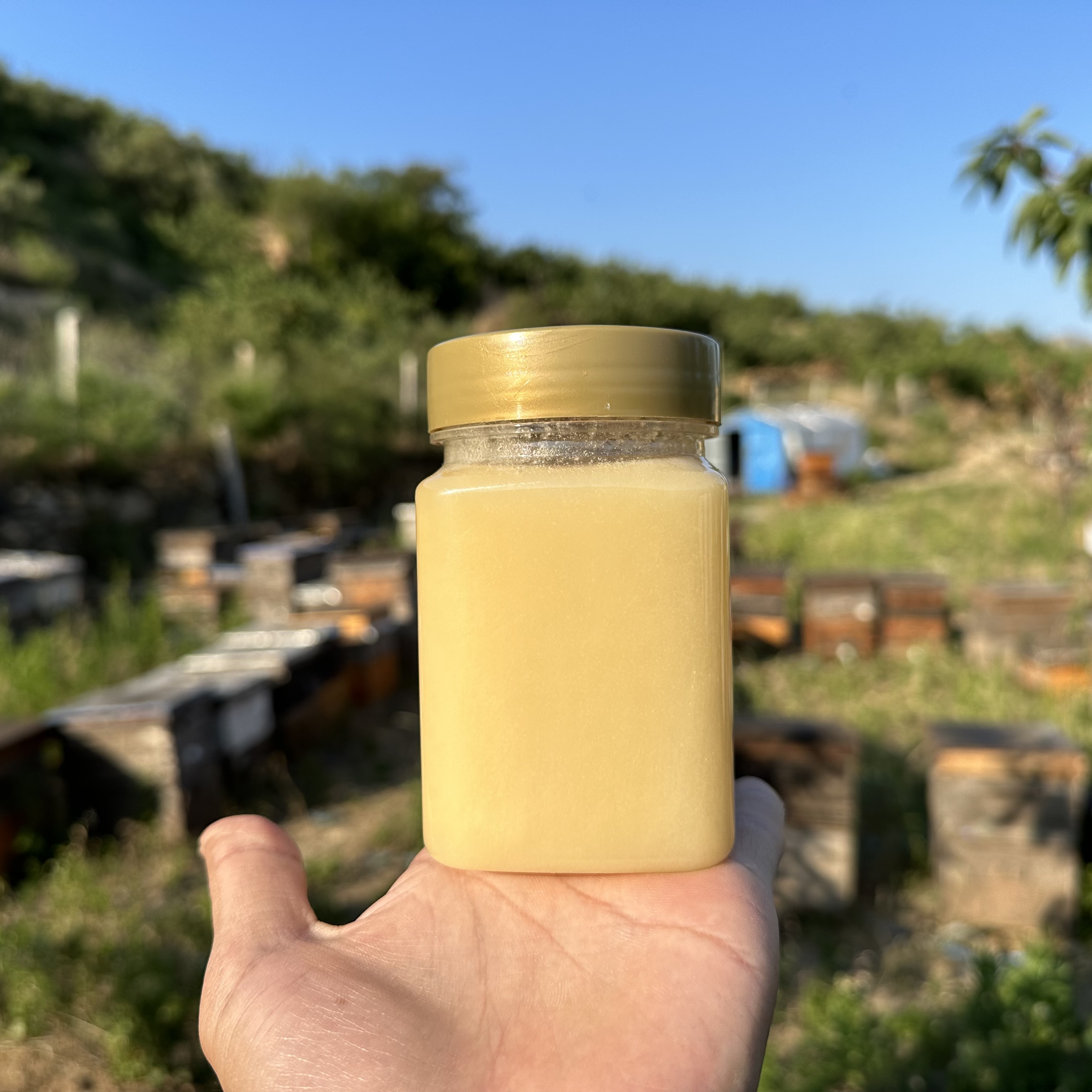 蜂蜜是含糖食品吗?(蜂蜜是含糖的吗)