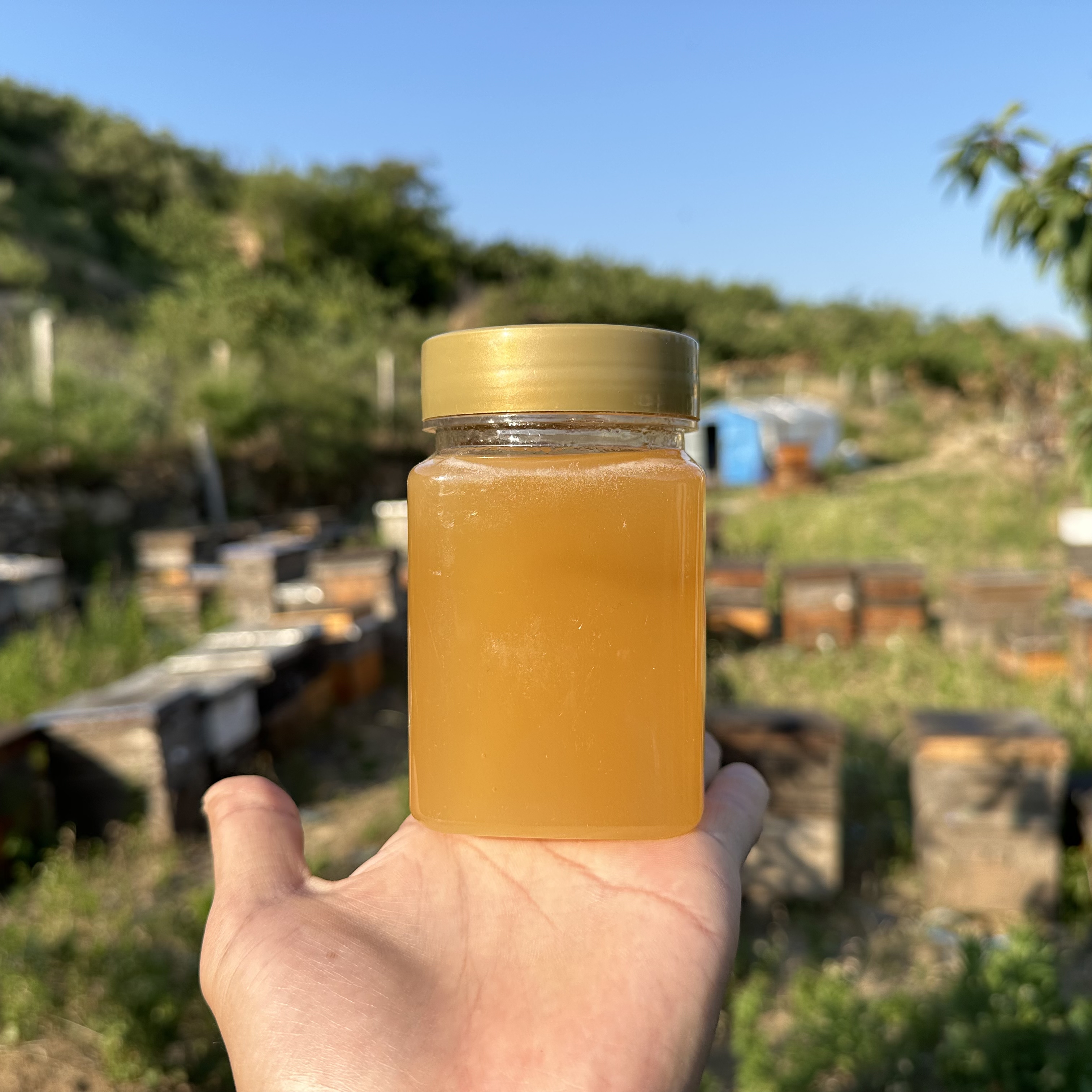 梦见蜂蜜是(梦见蜂蜜是什么预兆) 梦见蜂蜜是(梦见蜂蜜是什么预兆)