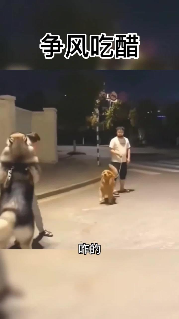 两只狗狗争风吃醋,苦了两位狗主人!