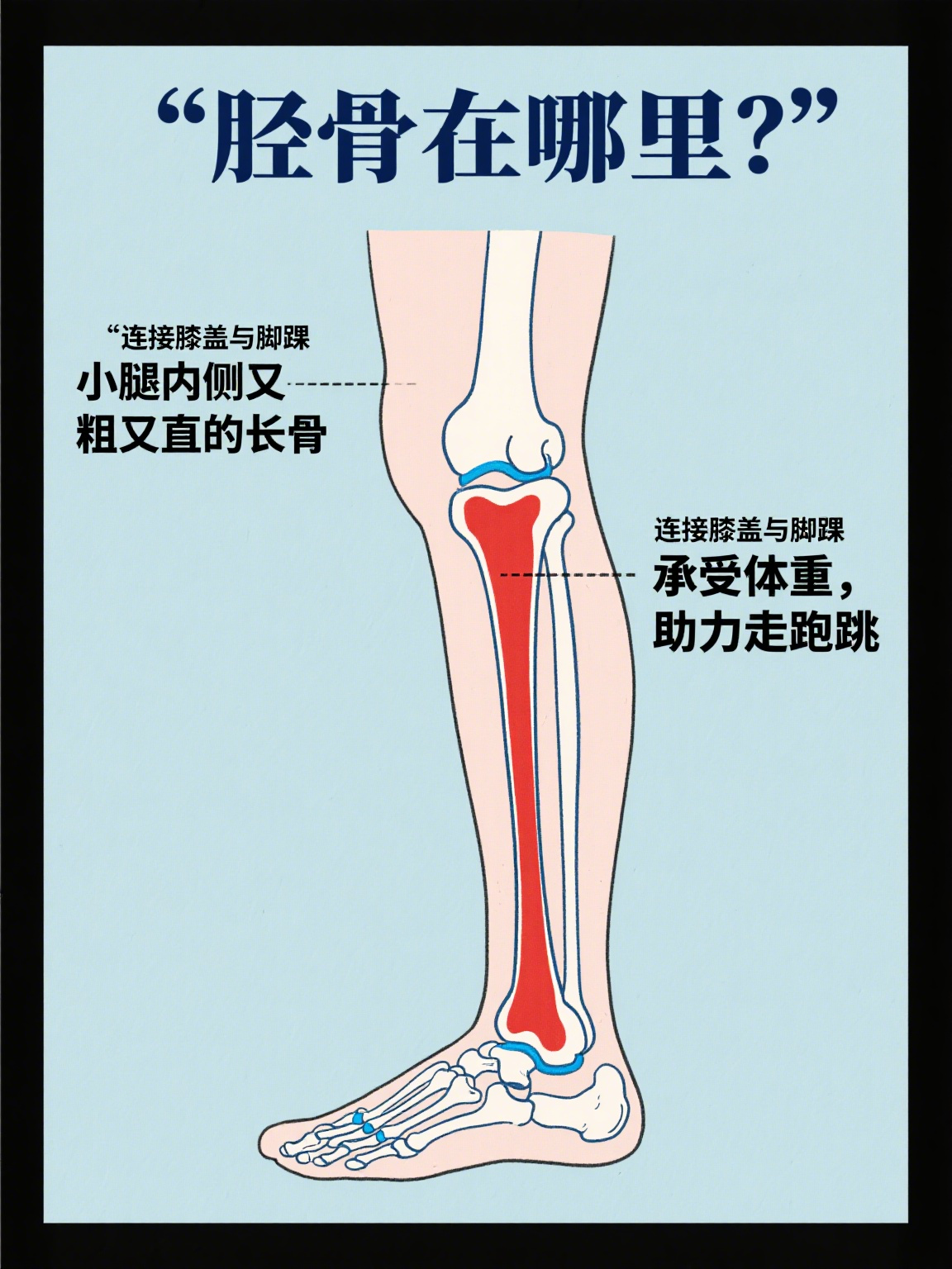 准确来说,胫骨是小腿内侧那根又粗又直的长骨,从膝盖一直延伸到脚踝