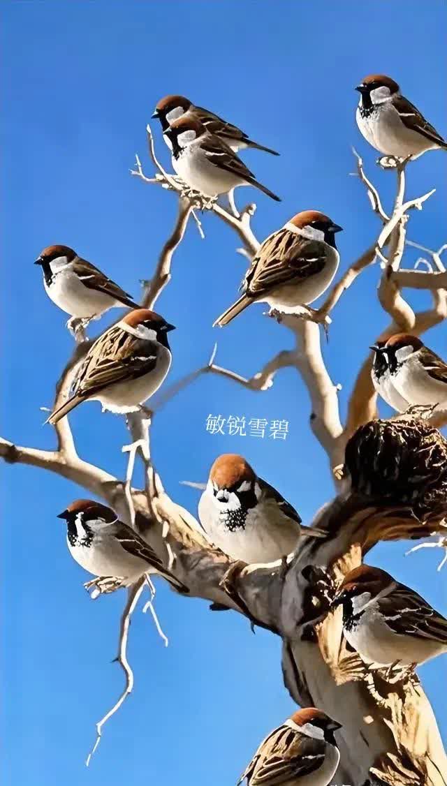 麻雀飞飞抖音=麻雀电视剧歌曲飞