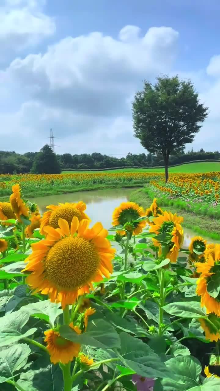 向日葵很浪漫,夏天的阳光和快乐,都藏在向日葵花海里