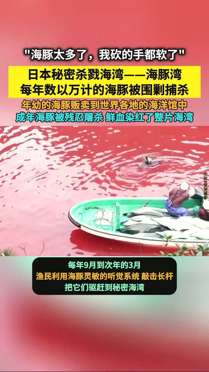 每年成千上万海豚在海豚湾遭屠杀,海水染成血红色