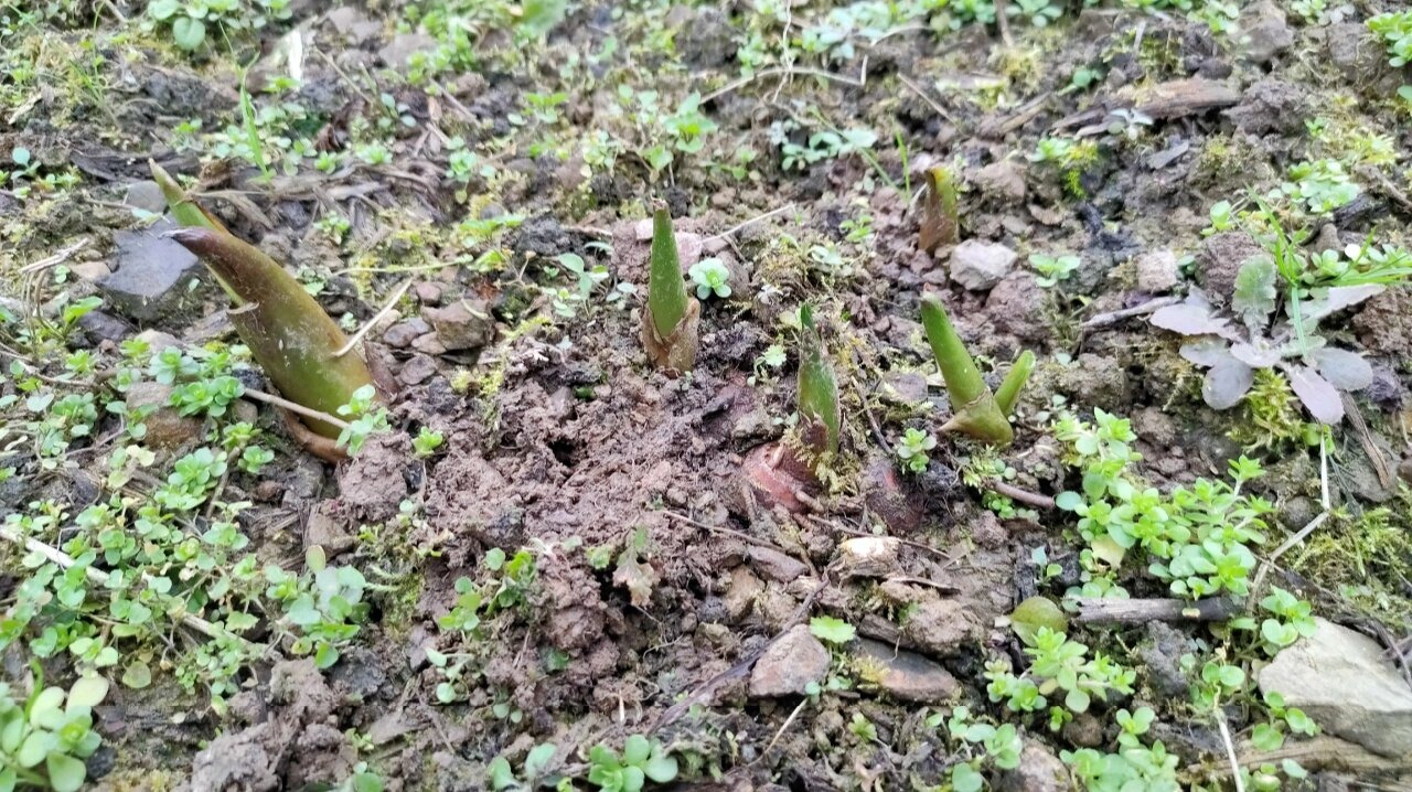 中药材种植大全
