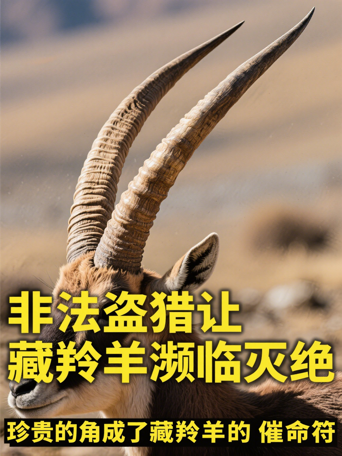 藏羚羊角 藏羚羊角是青藏高原特有物种藏羚羊的标志性特征,宛如高原上