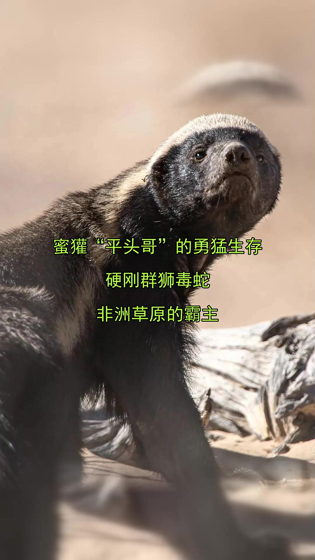 蜜獾为什么不怕蛇毒的秘密为什么在线 蜜獾为什么不怕蛇毒的秘密为什么在线