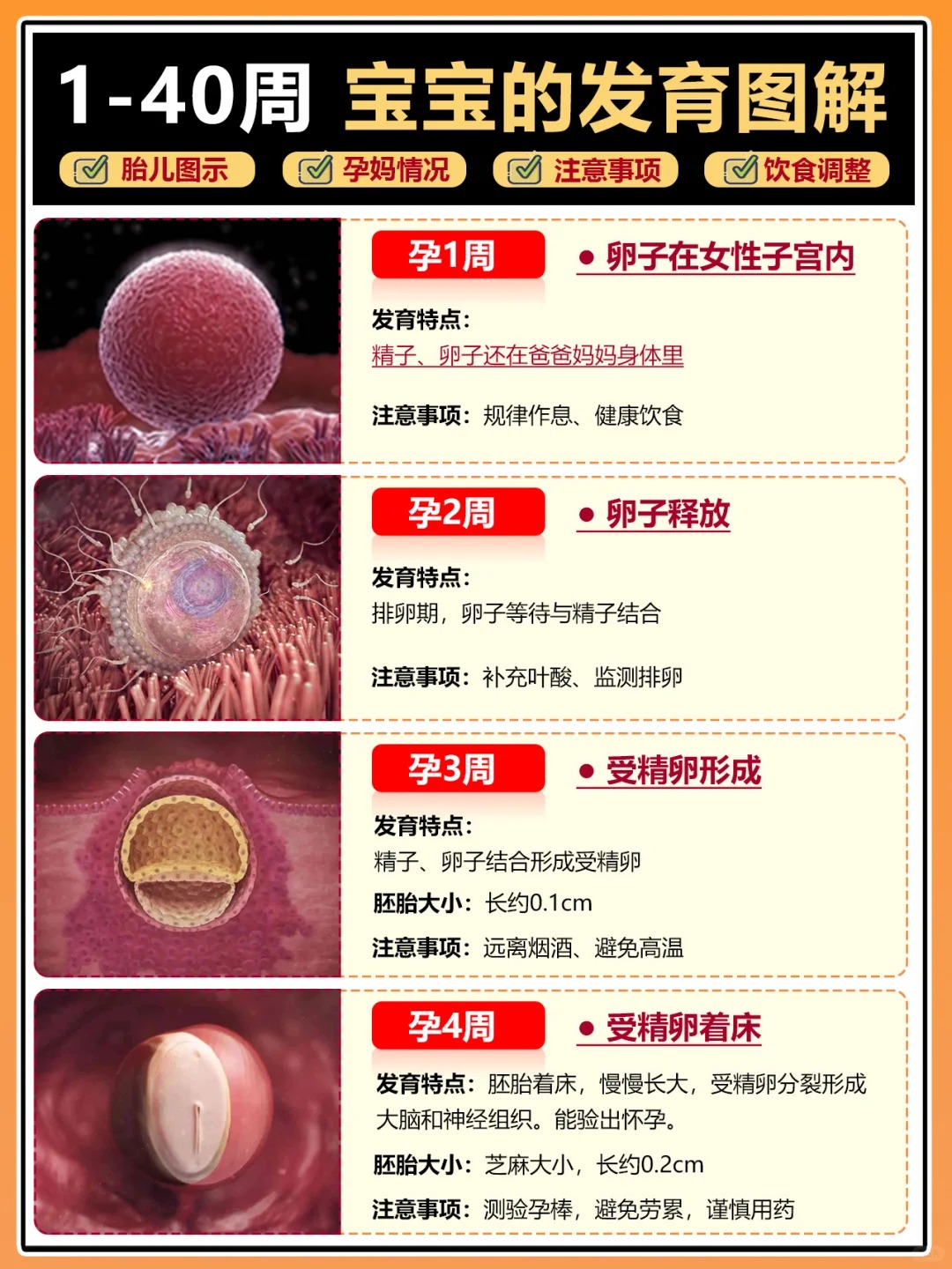 40天掉下来的孕囊图片 在怀孕初期,孕囊是我们能最早观察到的怀孕迹象