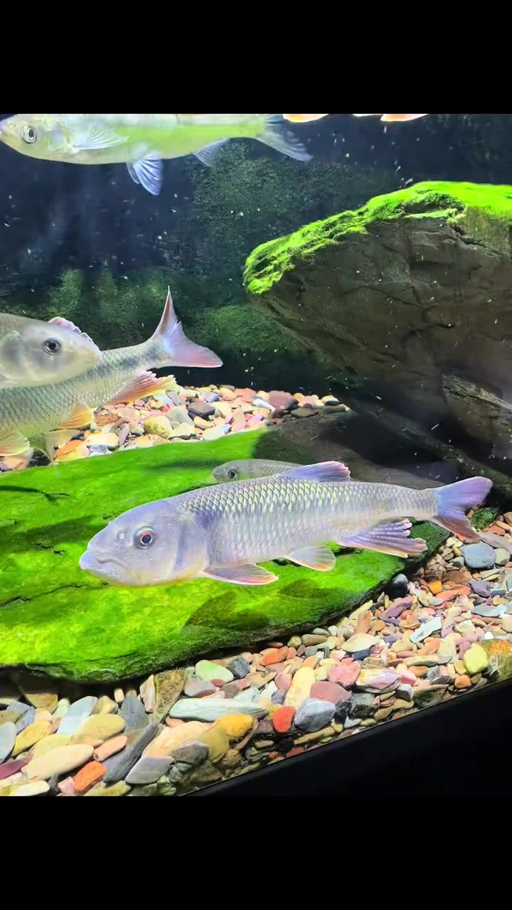 溪流缸纯养鱲 马口鱼放流或送粉丝朋友