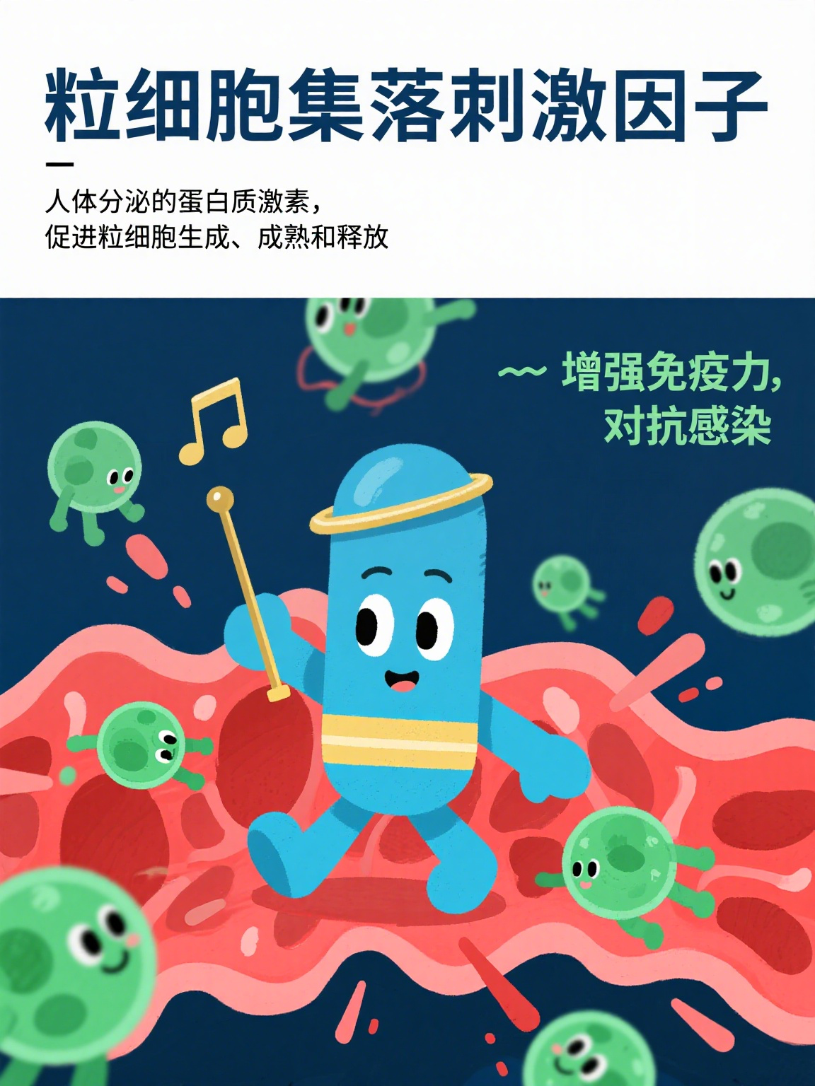 gcsf gcsf即粒细胞集落刺激因子,是一种由人体细胞分泌的蛋白质激素