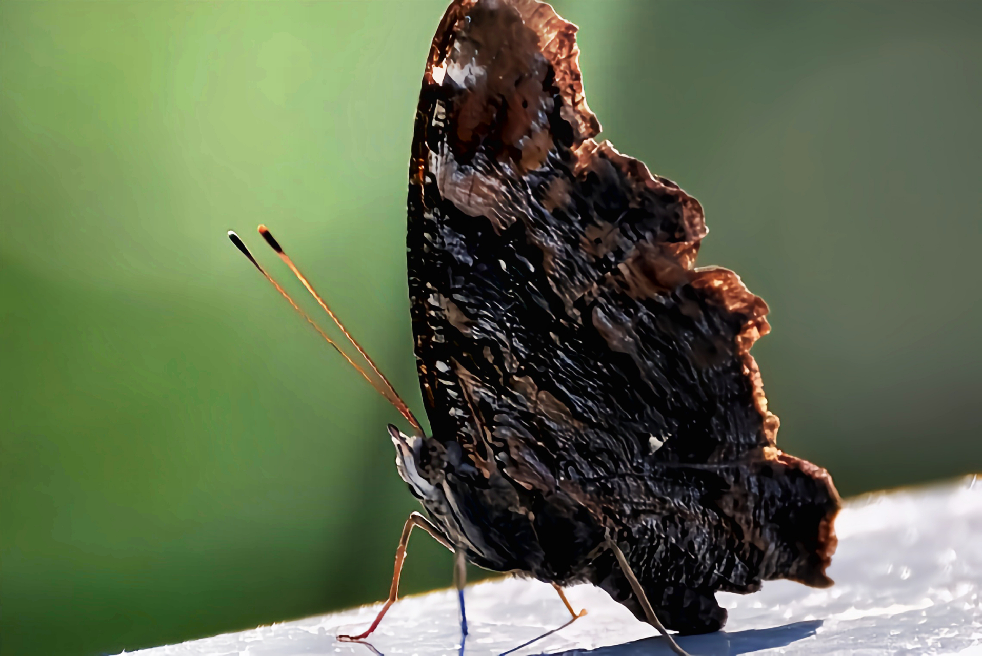 每天认识一种昆虫——琉璃蛱蝶 琉璃蛱蝶是一种中型蛱蝶,数量稀少.