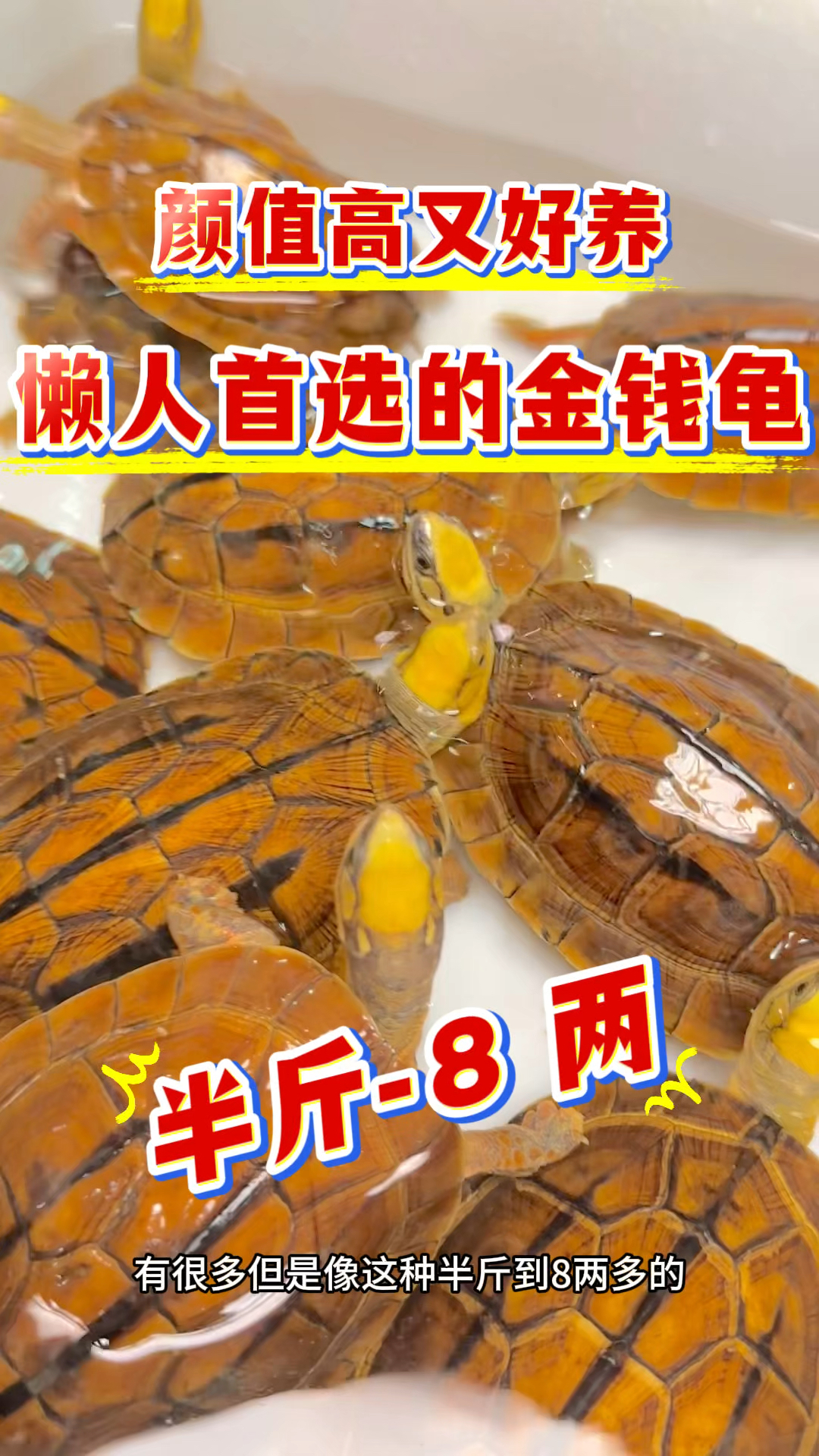 半斤-8 两的海南金钱龟,懒人首选!