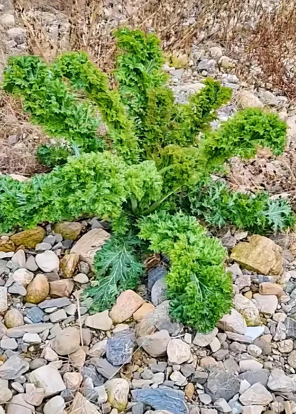 这位村民以前从来没见过这样的植物,而且这棵