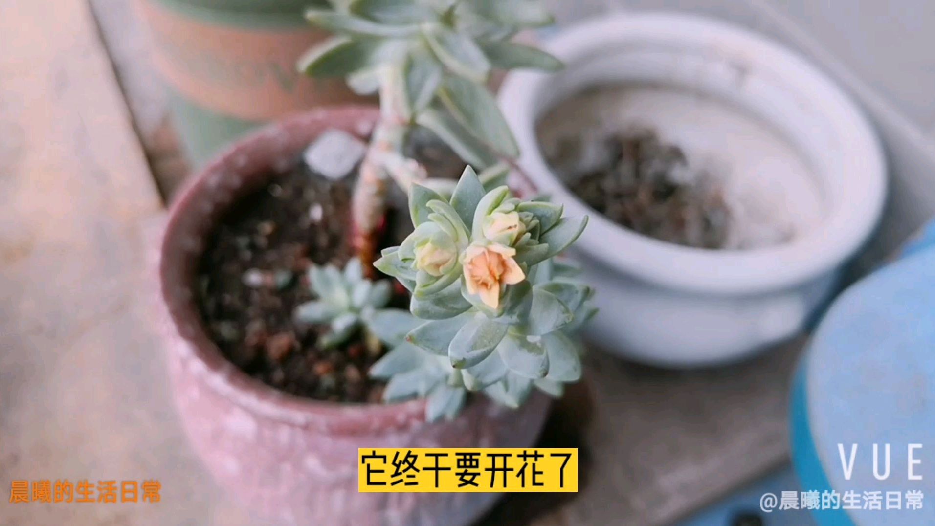 刚换盆的多肉树冰状态还没恢复,居然要开花,就那么想出风头吗?