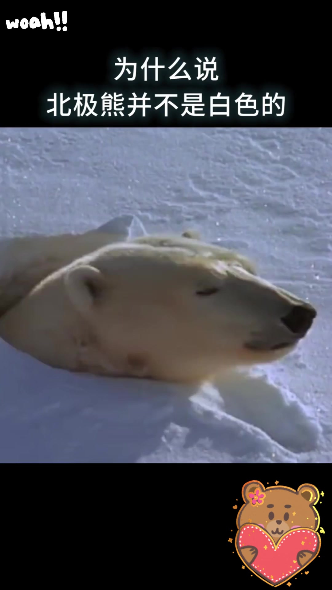 为什么北极熊不怕冷,读后感怎么写为什么在线 为什么北极熊不怕冷,读后感怎么写为什么在线